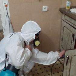 Дезинфекция от муравьев в квартире в Тогучине